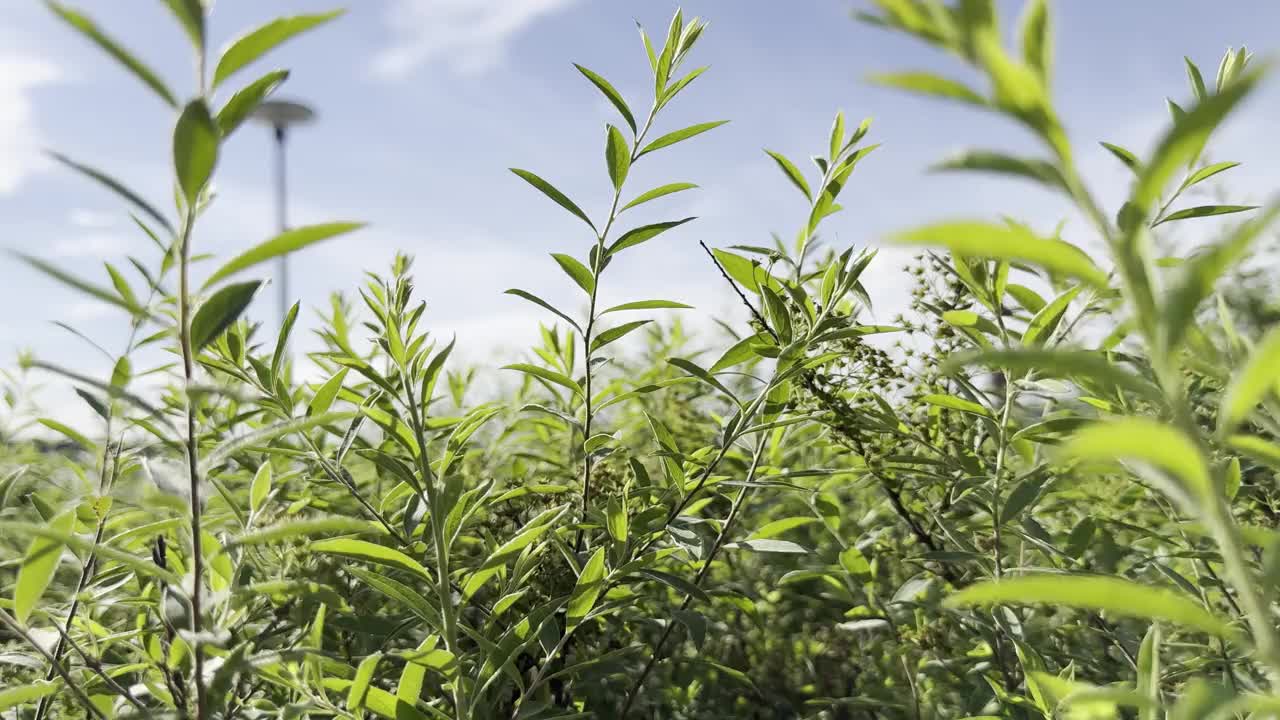 一片长满绿色植物和几片棕色叶子的田地视频素材