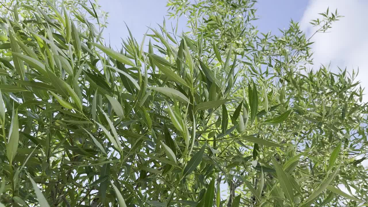 一棵绿叶树，背景是蓝天视频素材