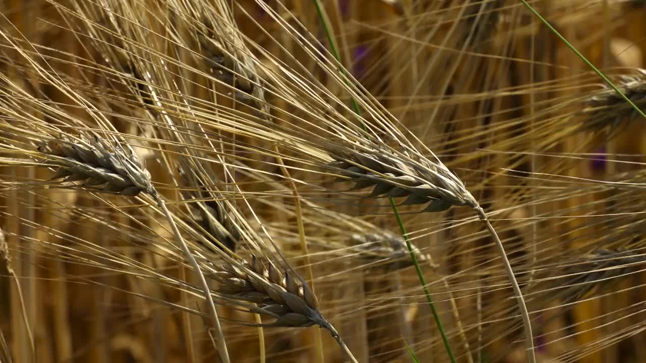 黑麦的小穗靠近视频素材