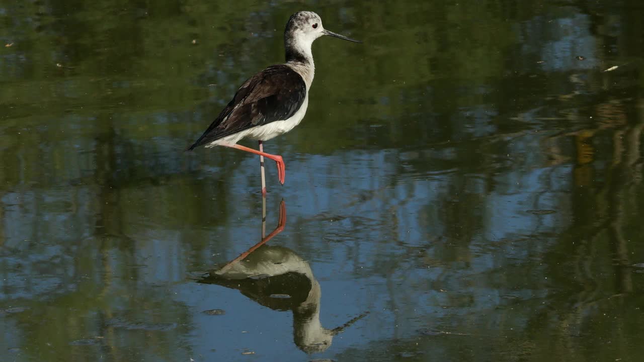 黑翅高跷(Himantopus Himantopus)，产自法国卡马尔格视频素材