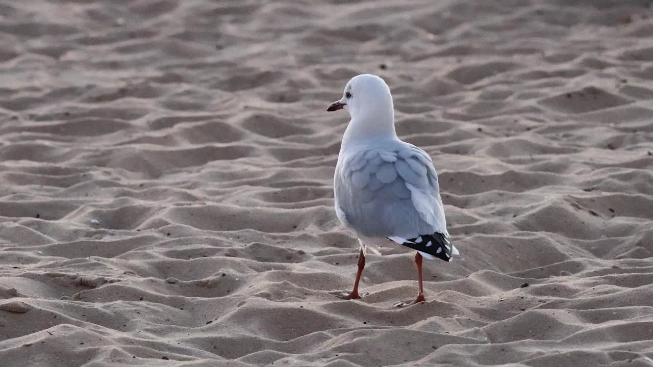 在墨尔本海滩漫步的海鸥视频素材