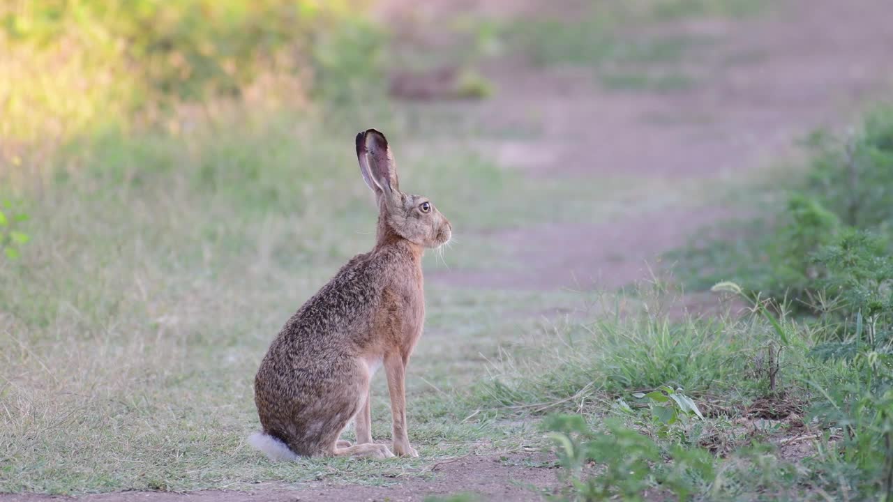 欧洲野兔(Lepus europaeus)，也被称为棕色野兔，正站在一条乡间小路上。视频素材