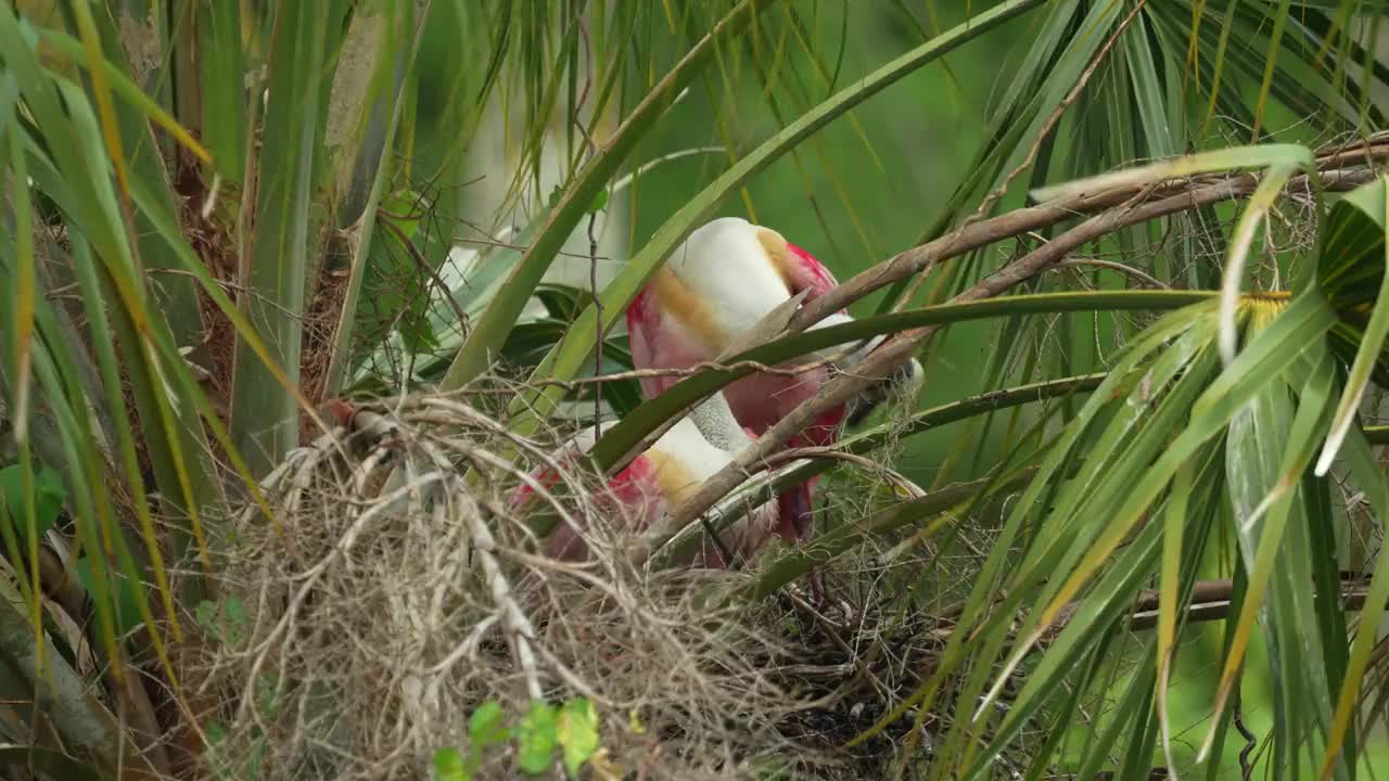 佛罗里达湿地沼泽，玫瑰琵鹭与配偶在棕榈树巢中梳理视频素材