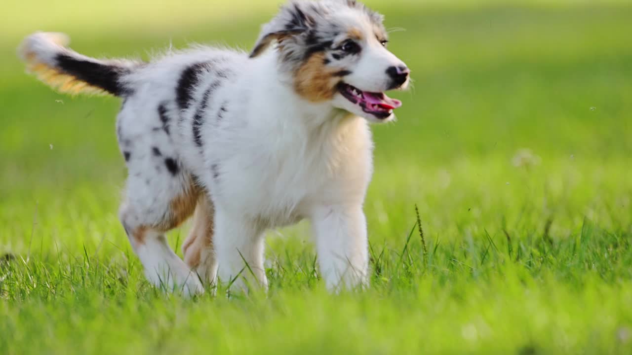 可爱的小狗澳大利亚牧羊犬走在绿色的草地上。视频素材