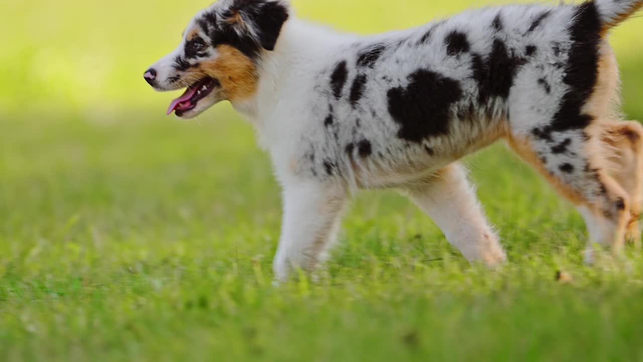 可爱的小狗澳大利亚牧羊犬走在绿色的草地上。视频素材