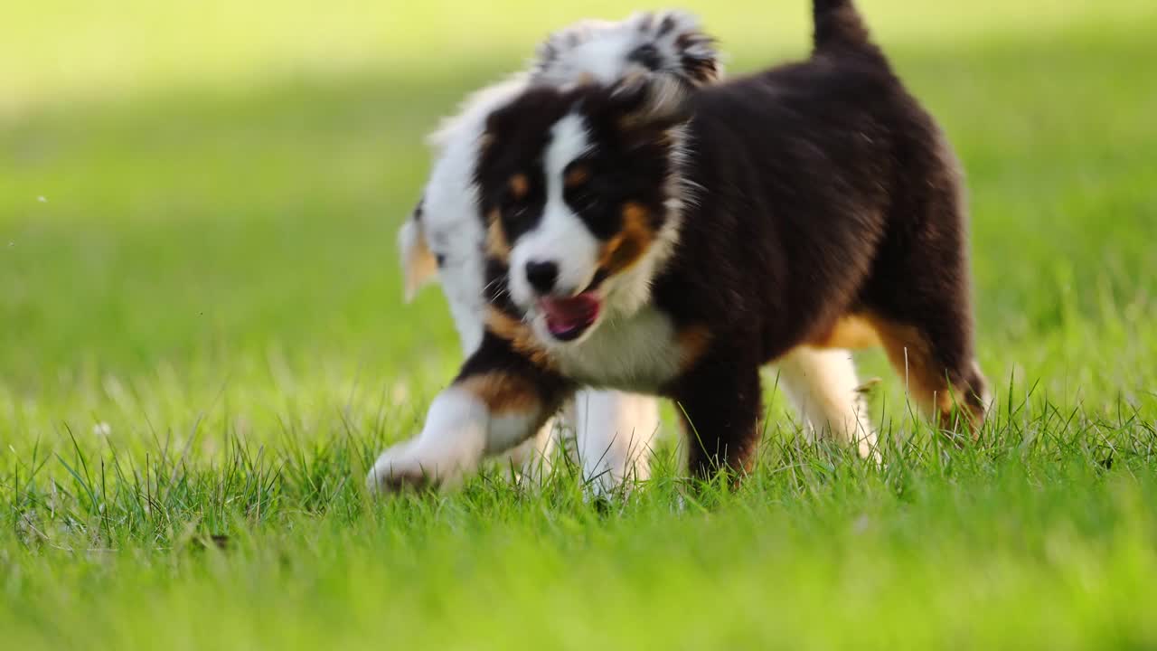 可爱的小狗澳大利亚牧羊犬走在绿色的草地上。视频素材