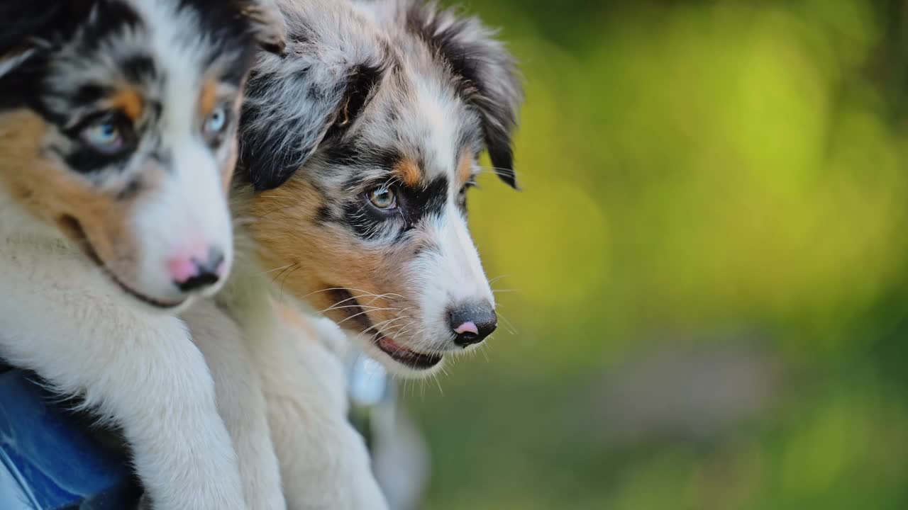 美丽的澳大利亚牧羊犬的小狗视频素材