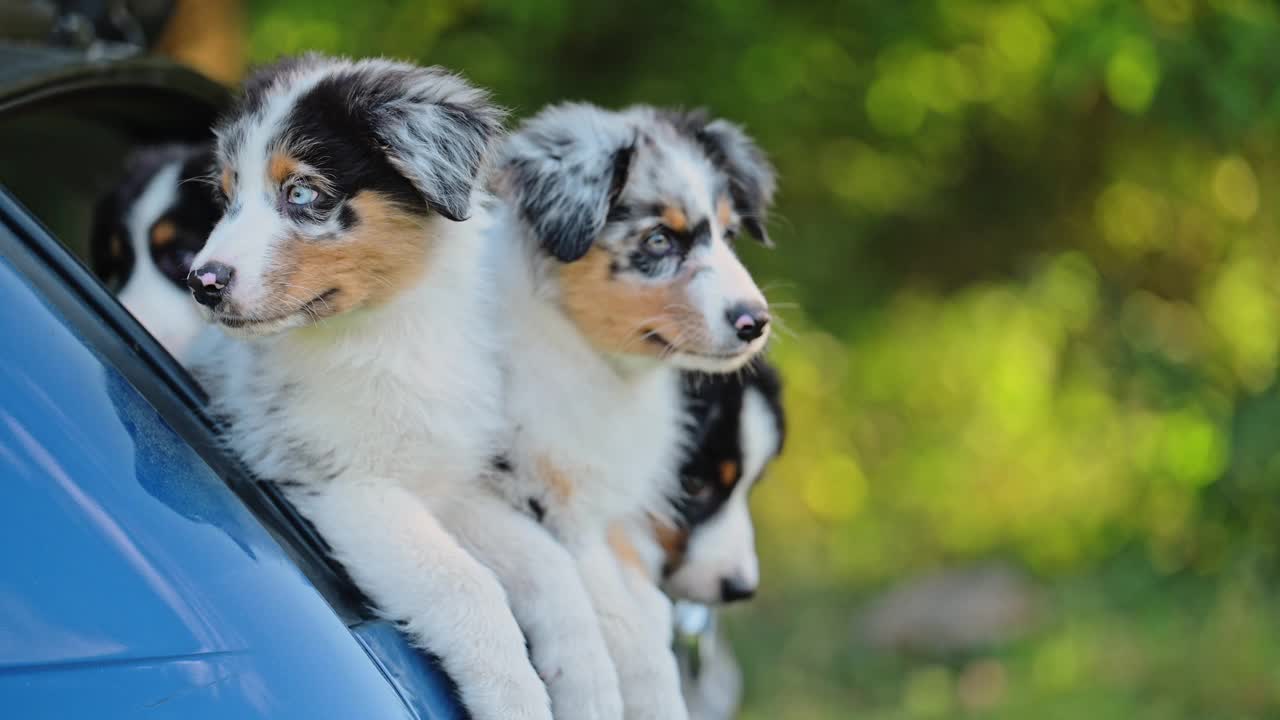 美丽的澳大利亚牧羊犬的小狗。视频素材