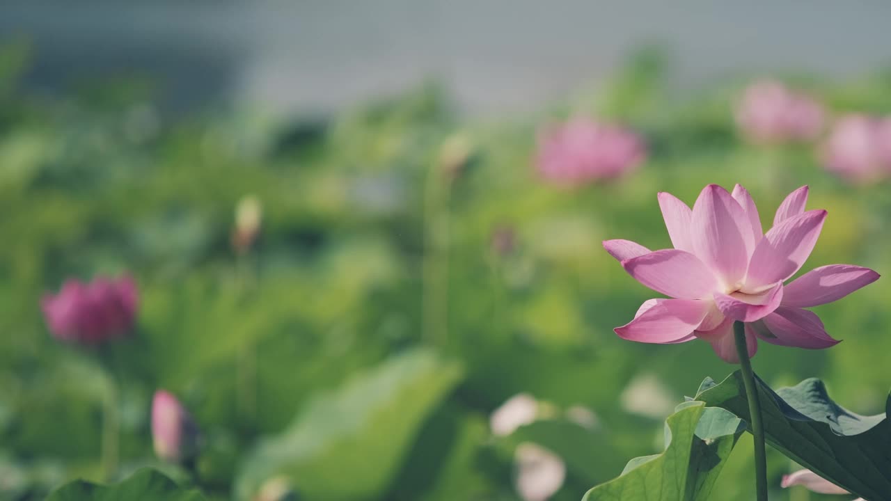 荷花随风摇曳视频素材