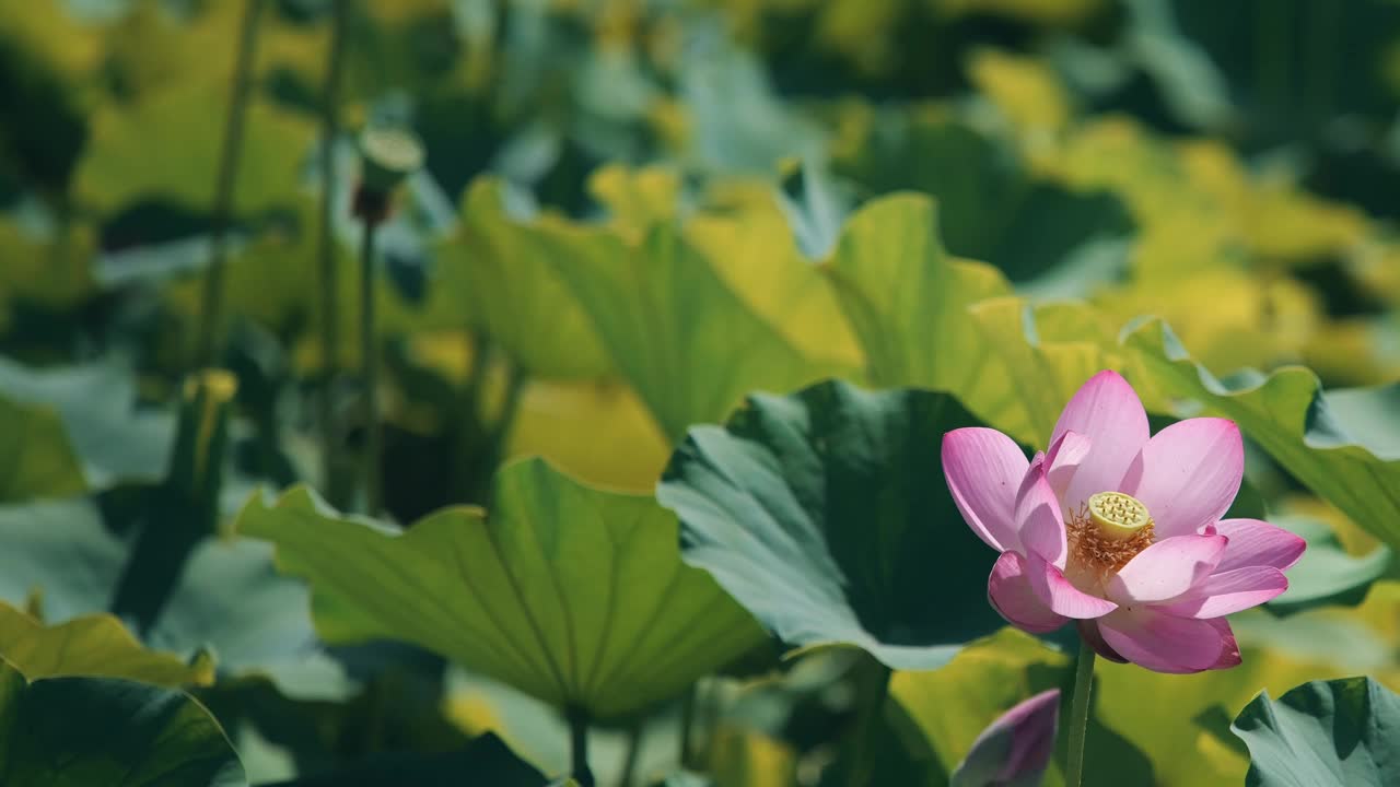 荷花随风摇曳视频下载