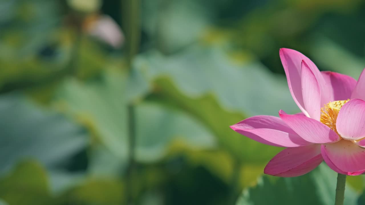 荷花随风摇曳视频素材