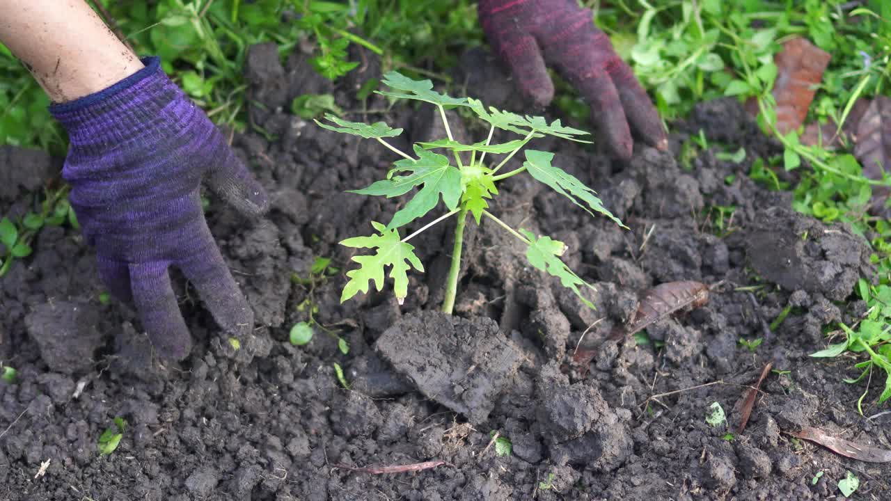 植物树视频素材