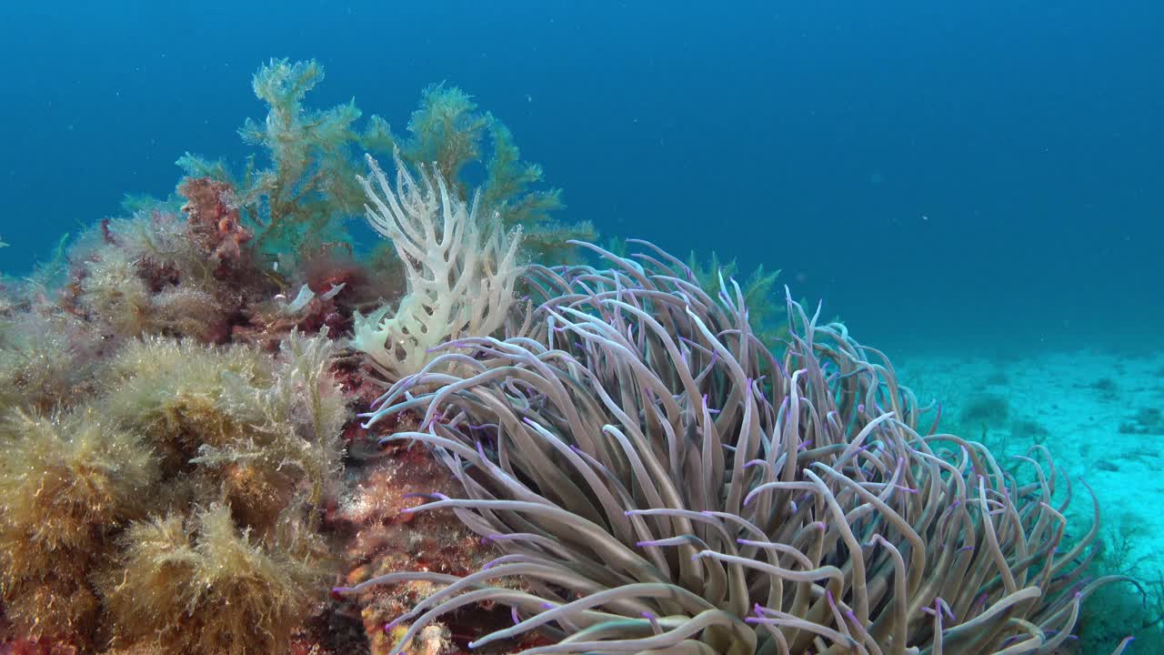 海底生物——海葵在海底视频素材