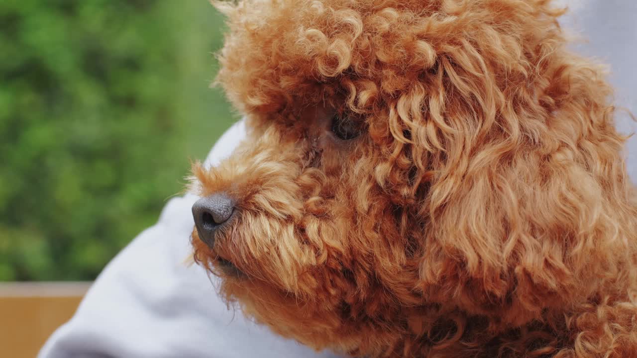 一只毛茸茸的棕色贵宾犬被带到户外，展示了它可爱的特征视频素材