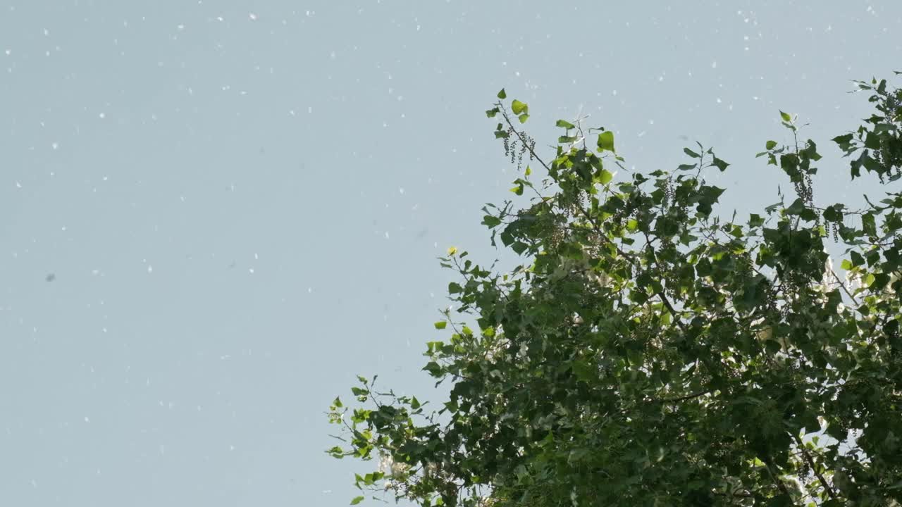 许多杨树的绒毛在树林的背景下在空中飞舞。过敏原病原体视频素材