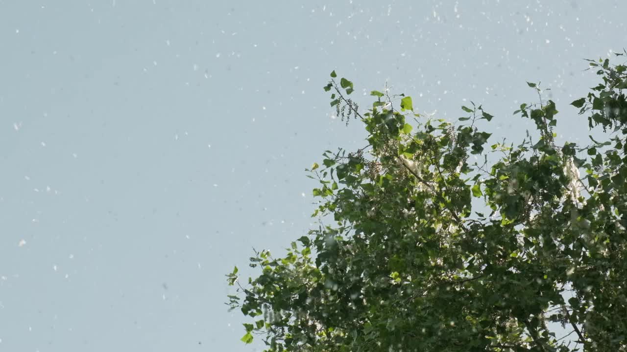 许多杨树的绒毛从树上掉下来，在蓝天的映衬下在空中飞舞。过敏的病原体视频下载