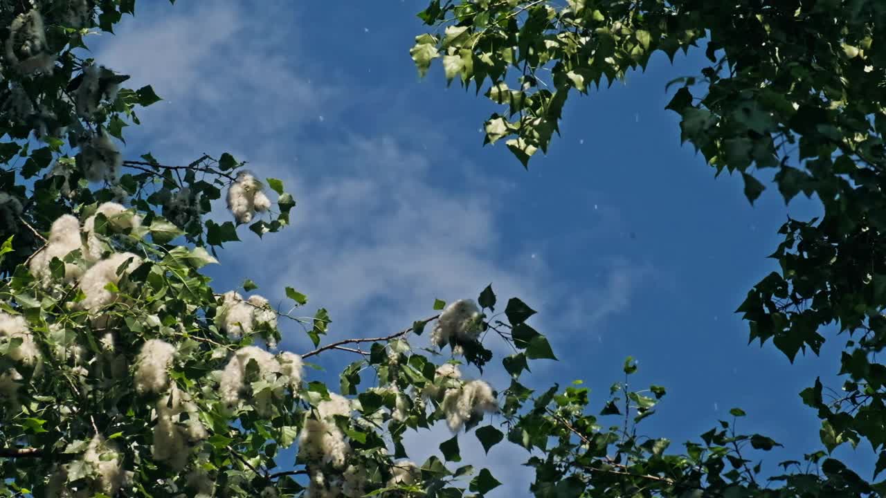 许多杨树的绒毛从树上掉下来，在蓝天的映衬下在空中飞舞。过敏的病原体视频下载