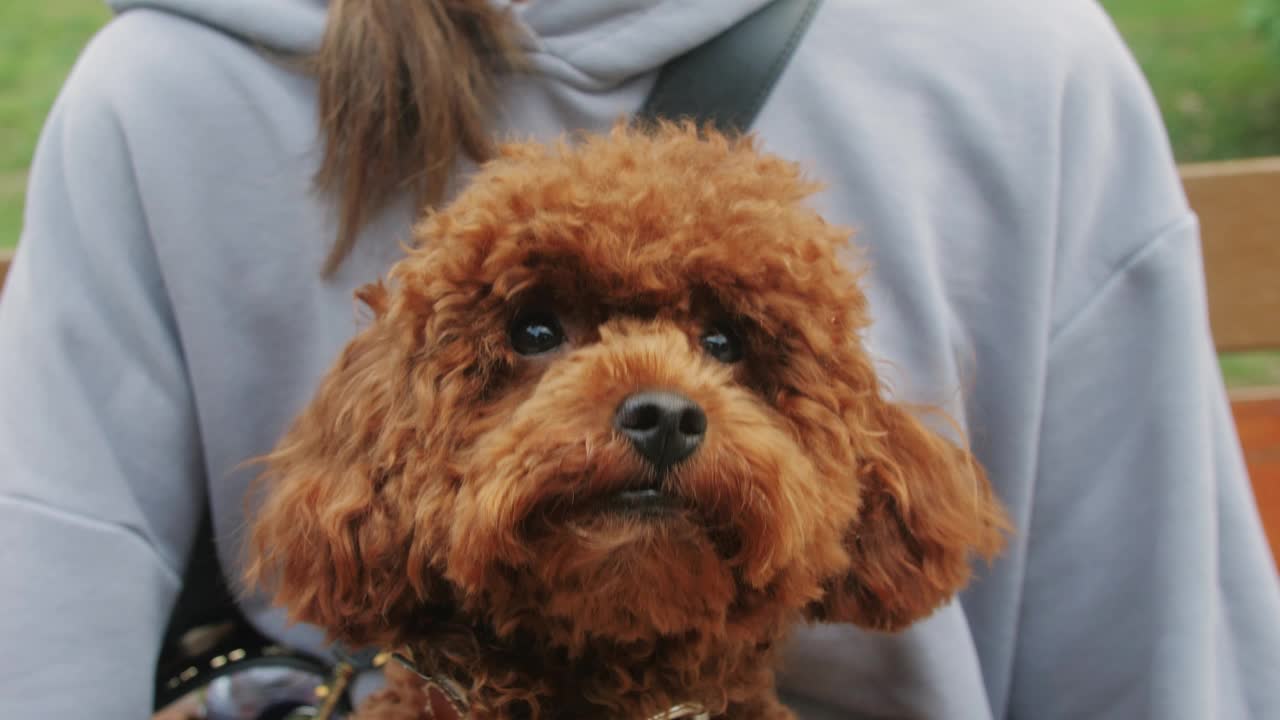 一只毛茸茸的棕色贵宾犬被带到户外，展示了它可爱的特征视频素材