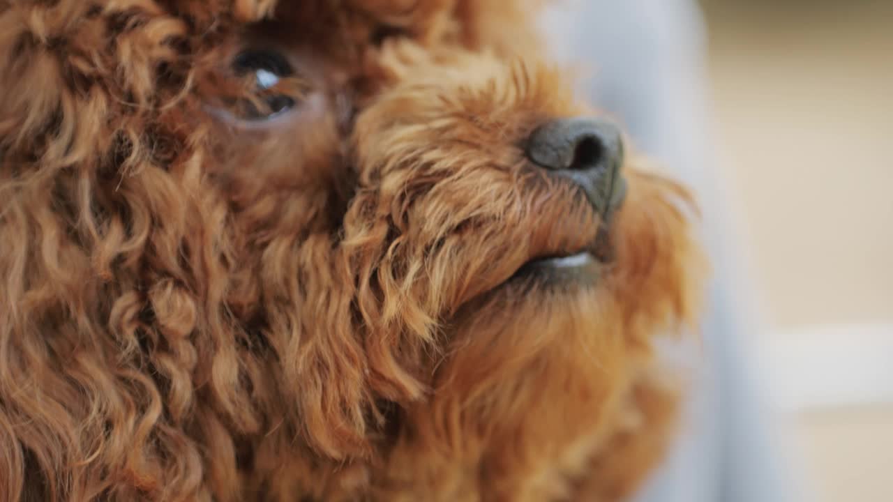 一只毛茸茸的棕色贵宾犬被带到户外，展示了它可爱的特征视频素材