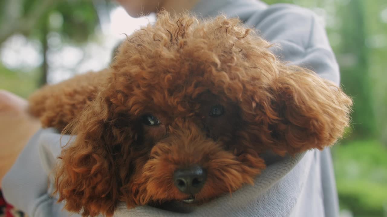 一只毛茸茸的棕色贵宾犬被带到户外，展示了它可爱的特征视频素材