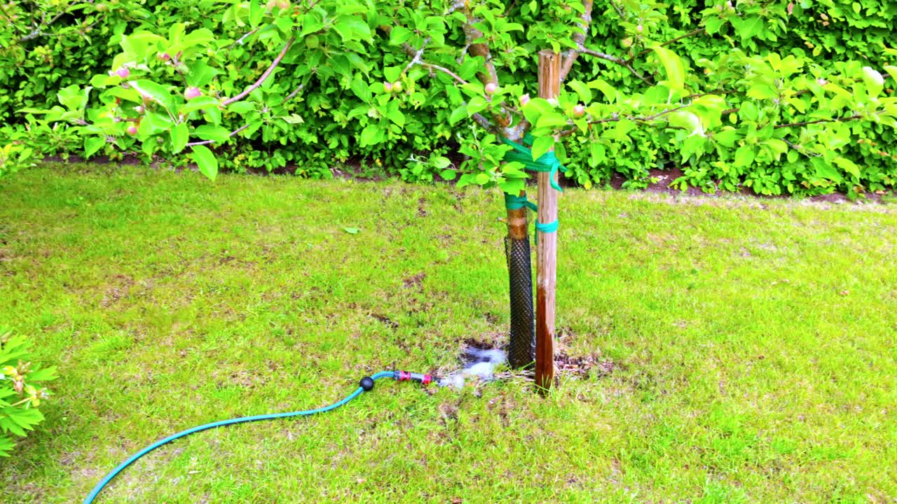 用花园软管给苹果树浇水的特写，水滴在阳光下闪闪发光。视频素材