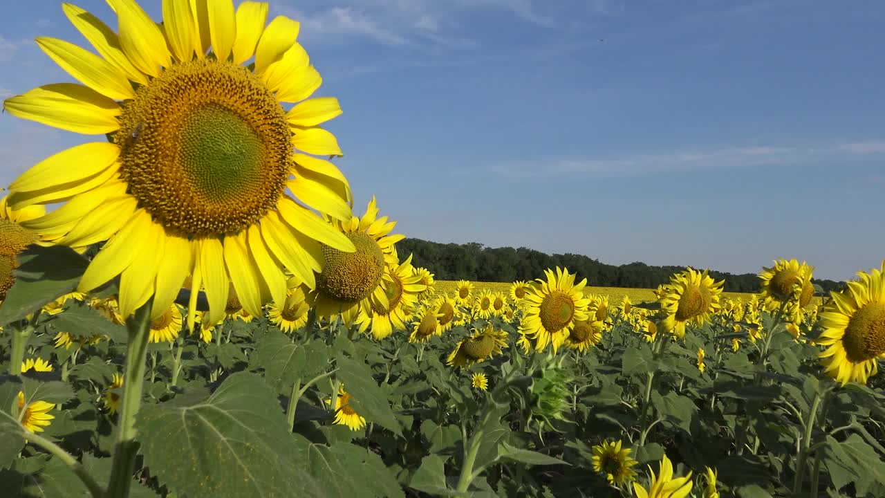 蜜蜂在向日葵上采蜜。普通向日葵(太阳花)视频下载