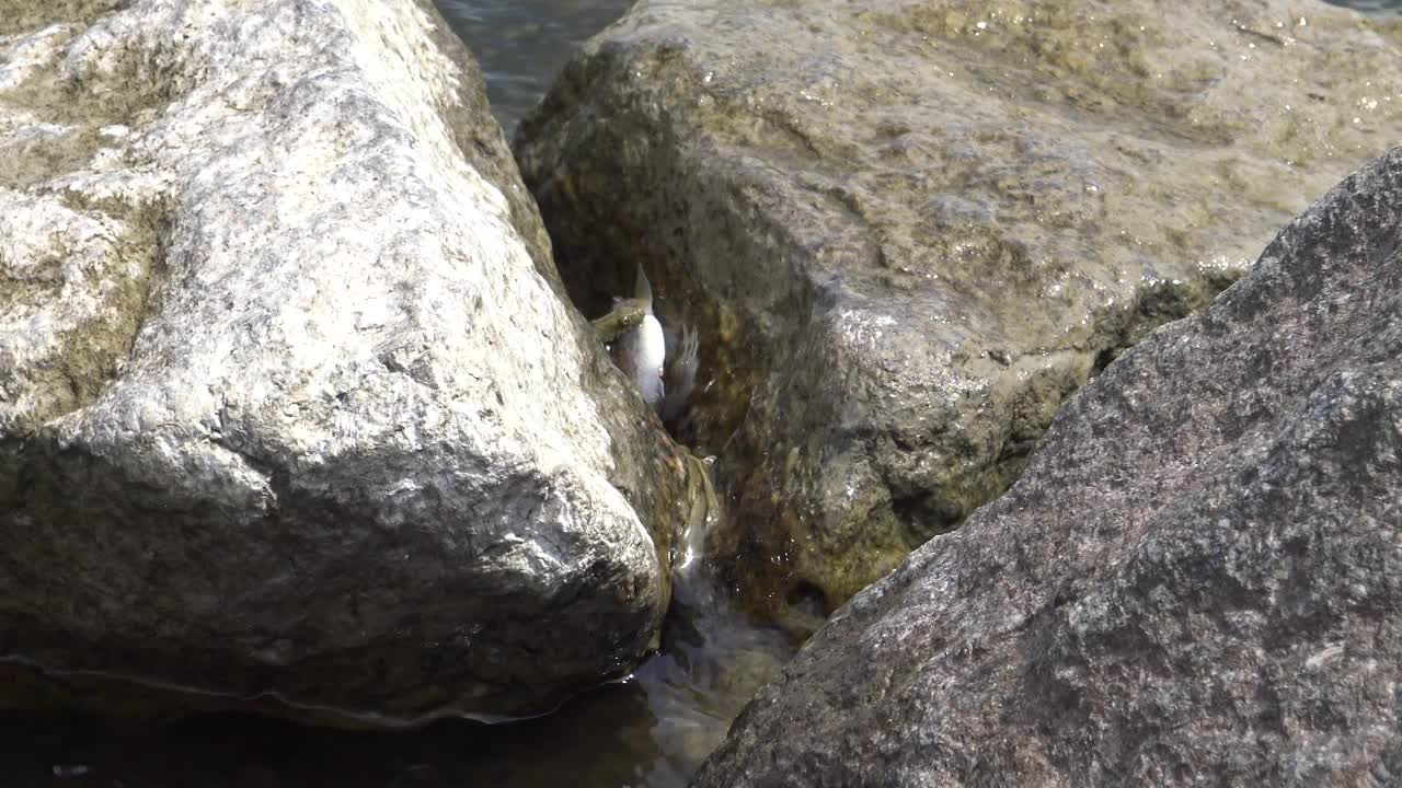 蛇抓住了一条鱼。骰子蛇(Natrix tessellata)。水蛇视频下载