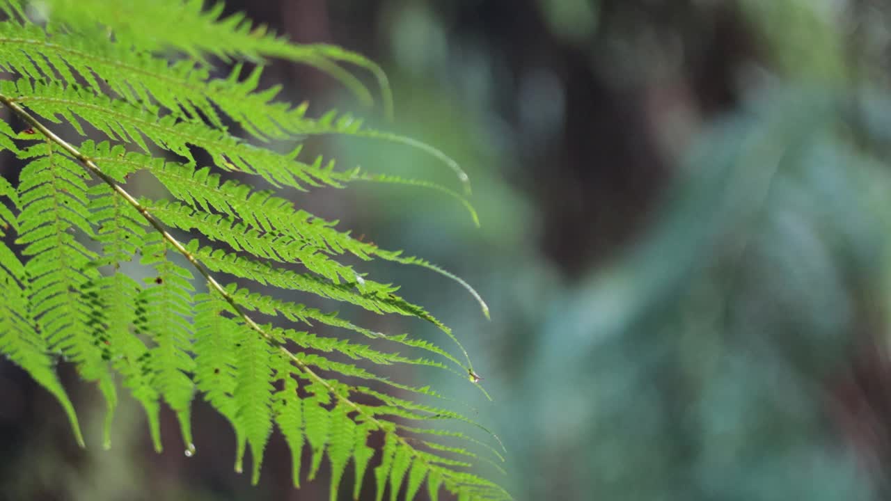 带着蕨类植物的雨林漫步视频素材