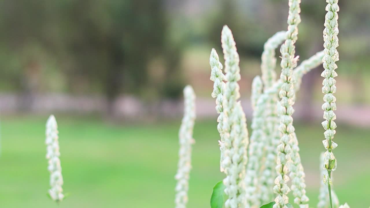 考艾公园的开花植物视频素材