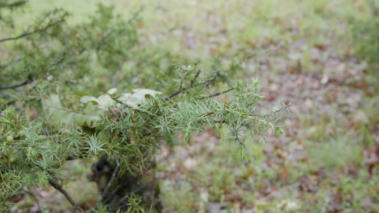 在森林里近距离种植植物视频下载