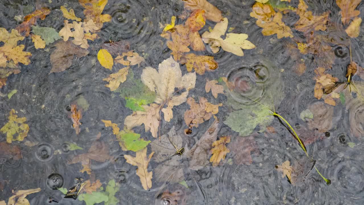 秋天的水坑里有雨中的落叶视频素材