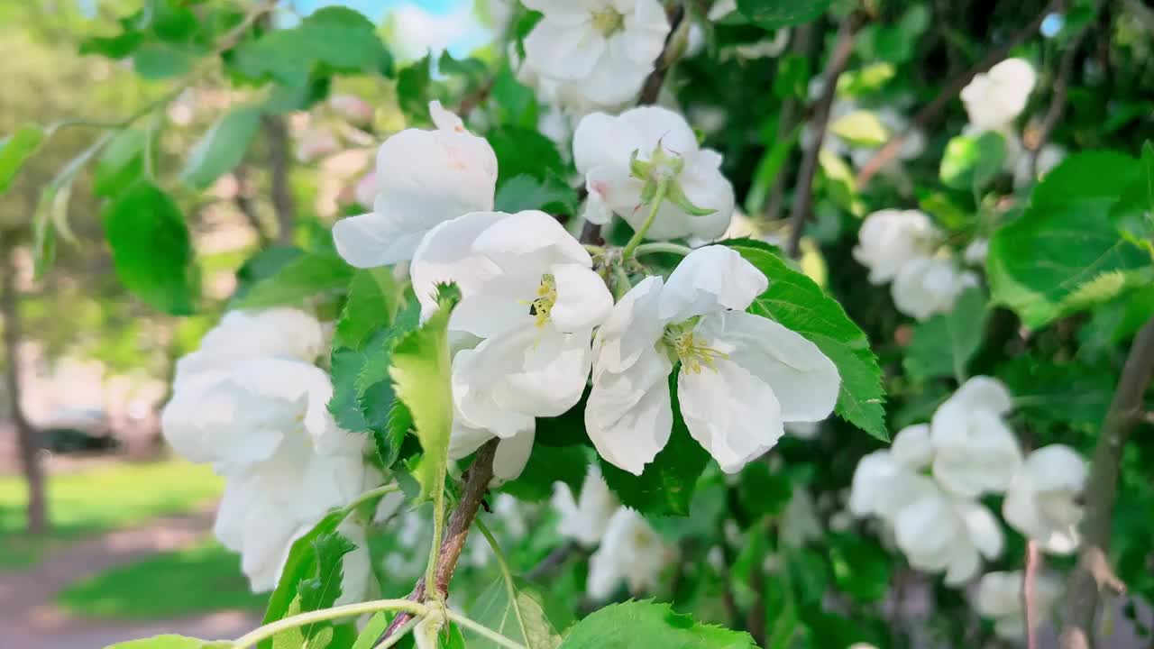 苹果树开花了，在风中慢慢摇曳视频下载