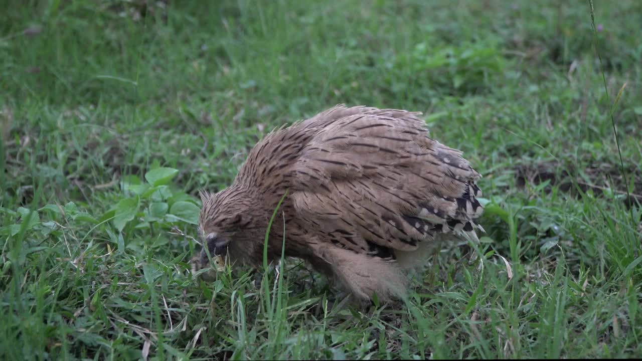 白鳍猫头鹰(Ketupa ketupu)在黎明捕猎并吃掉猎物视频素材