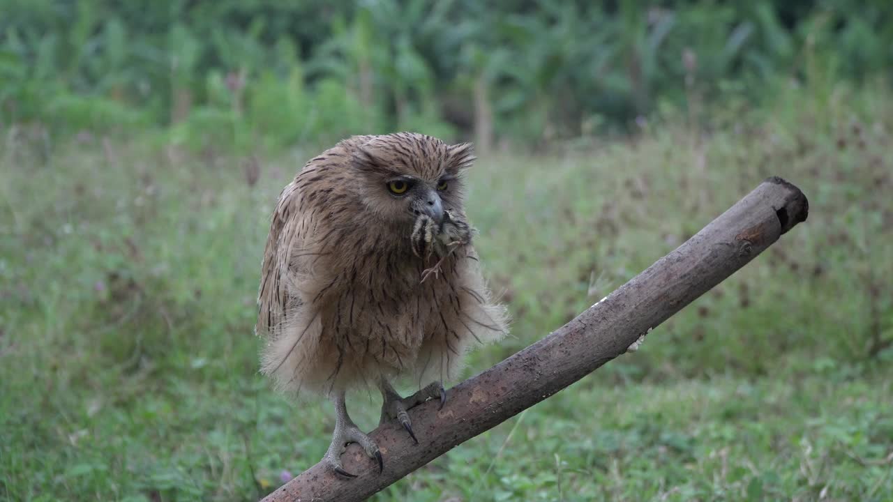 白鳍猫头鹰(Ketupa ketupu)在黎明捕猎并吃掉猎物视频素材