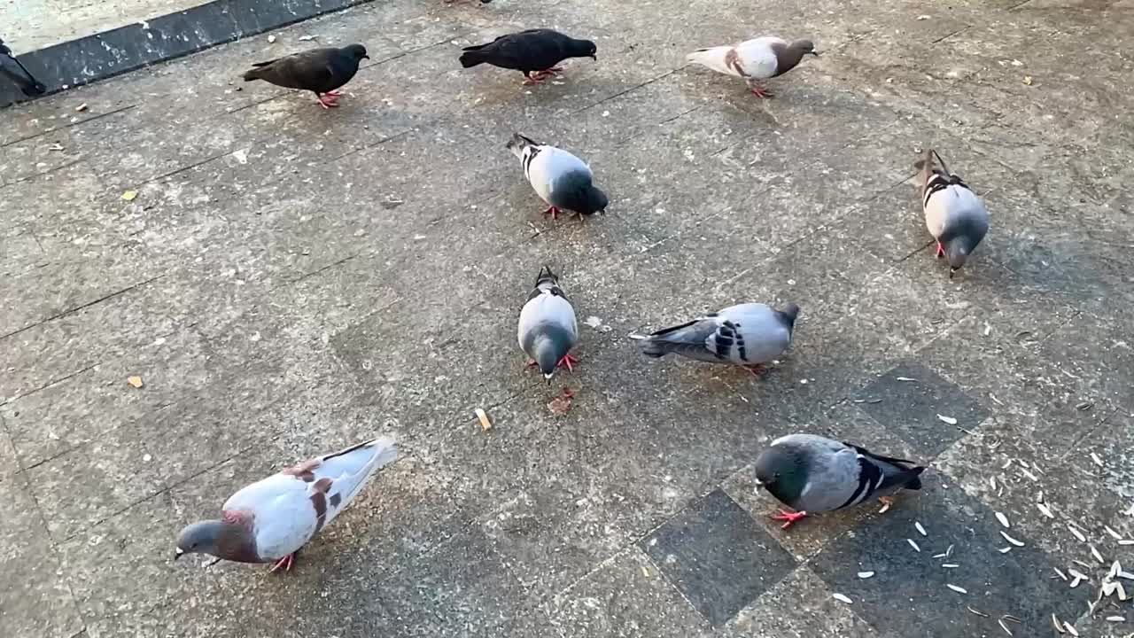 街上的鸽子视频素材