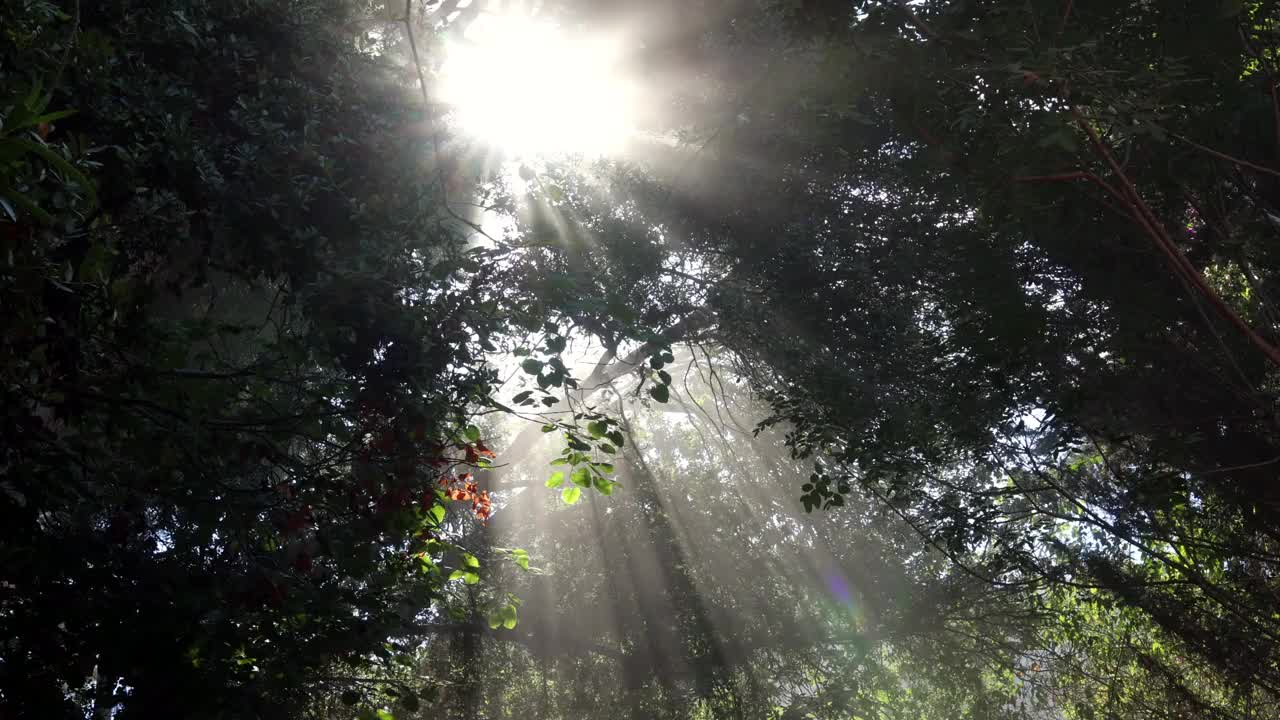 镜头光晕照亮了森林，因为太阳穿过树木。视频下载