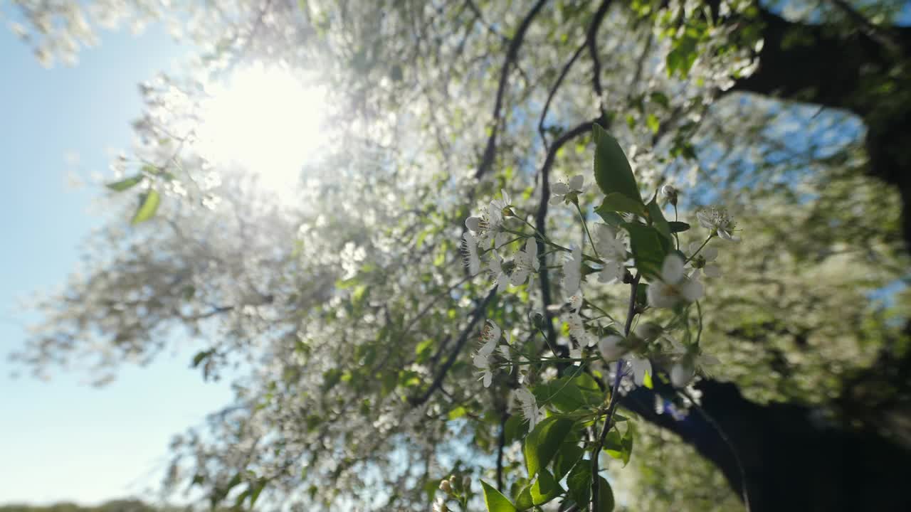 广角视频一个大的老樱花。视频下载