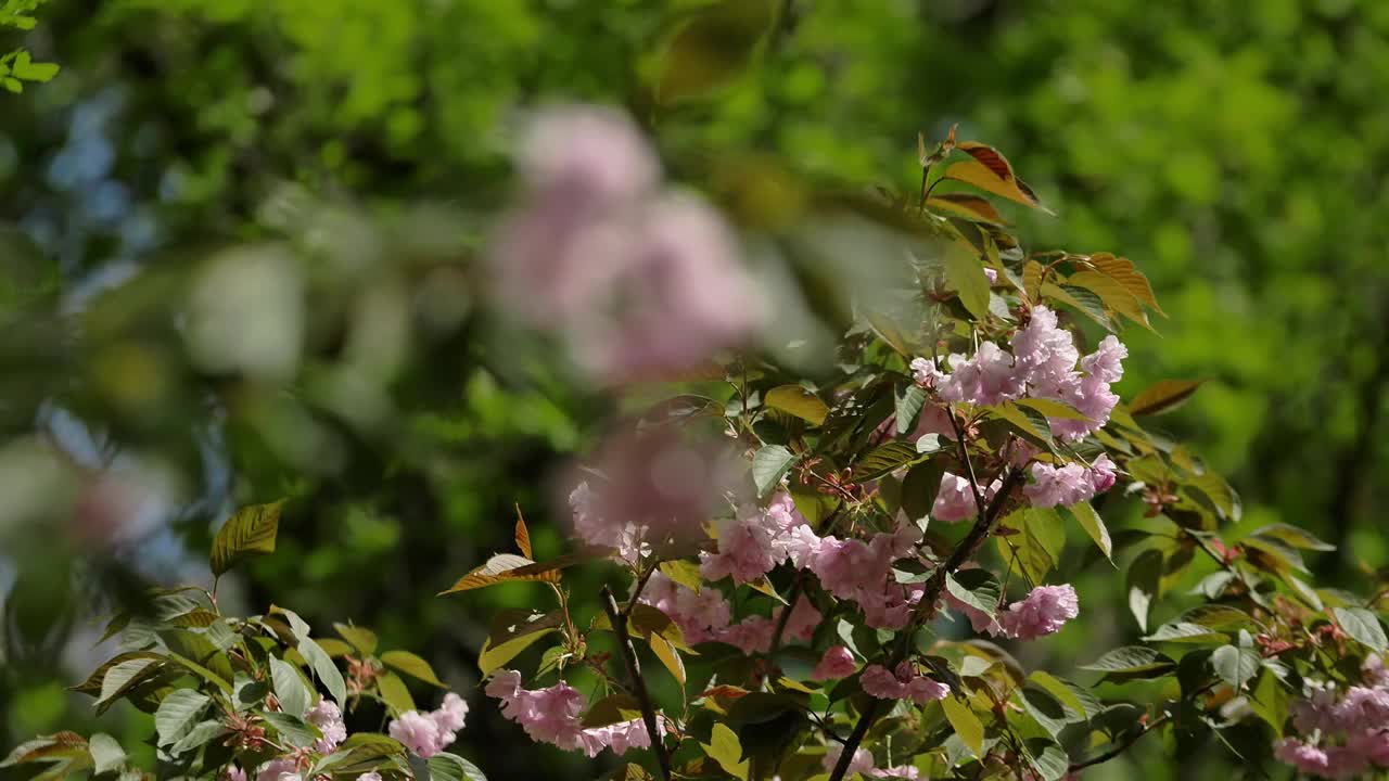 日本樱花盛开的美丽树枝视频素材