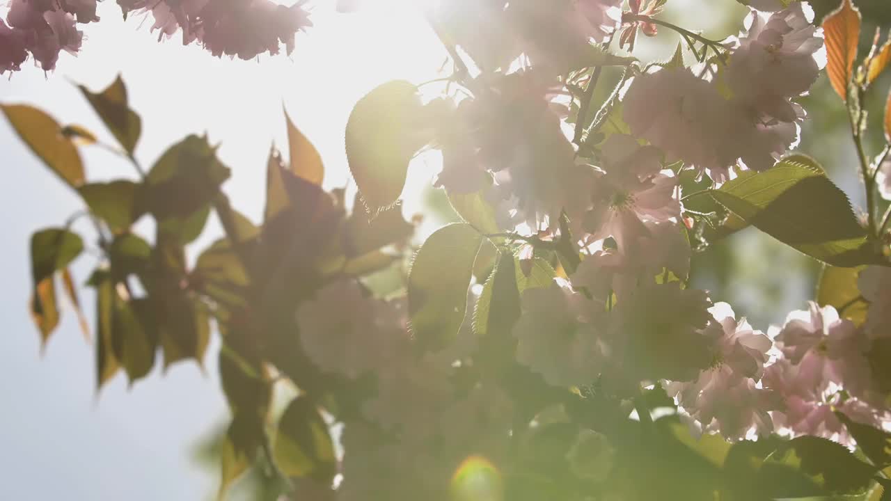 日本樱花盛开的美丽树枝视频素材