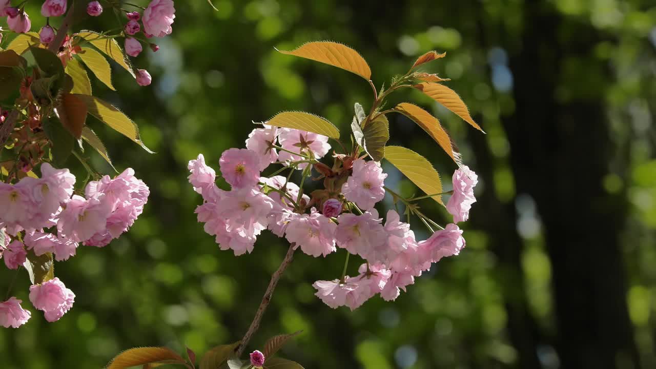 樱花盛开的特写。从花重新聚焦到树。视频下载