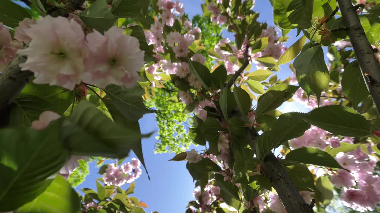 日本樱花盛开的美丽树枝视频素材