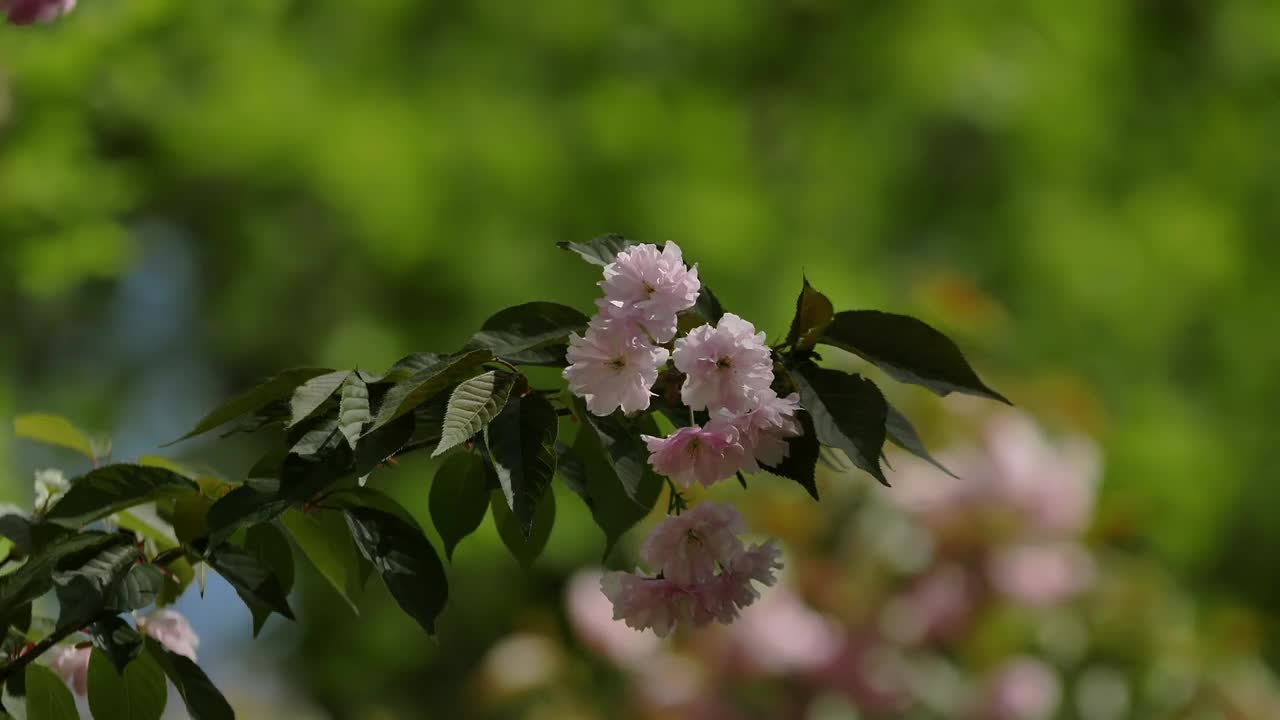 日本樱花盛开的美丽树枝视频素材