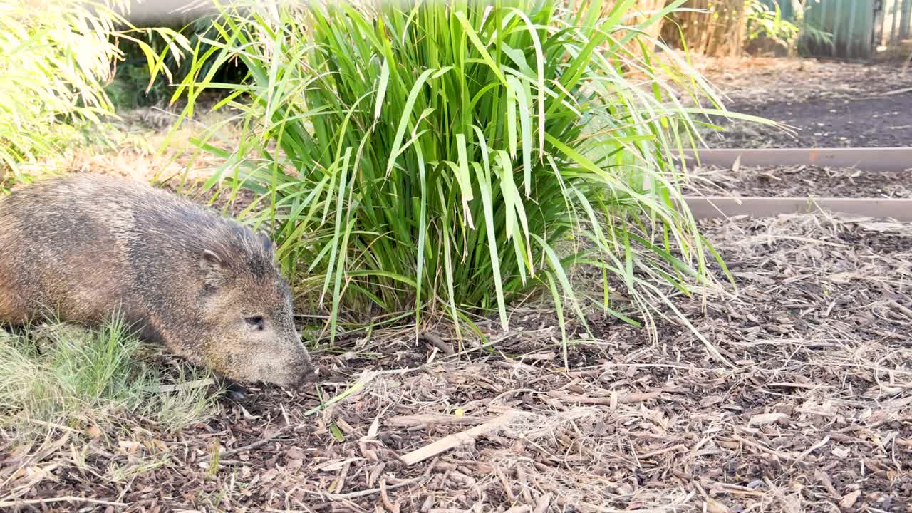 墨尔本动物园的野猪视频素材