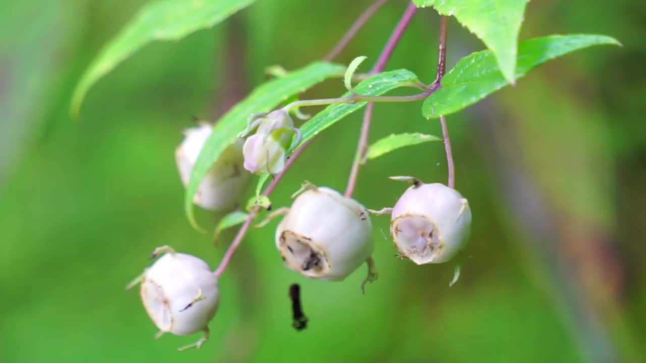 细带绦虫(Walang sangit, Leptocorisa bengalensis, Leptocorisa maculiventris, Leptocorisa trinotata，稻穗虫)。当受到干扰时，臭虫会发出难闻的气味作为防御。视频下载