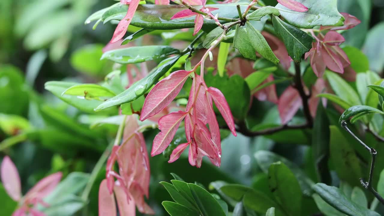 下雨天放松。树上的绿叶视频素材