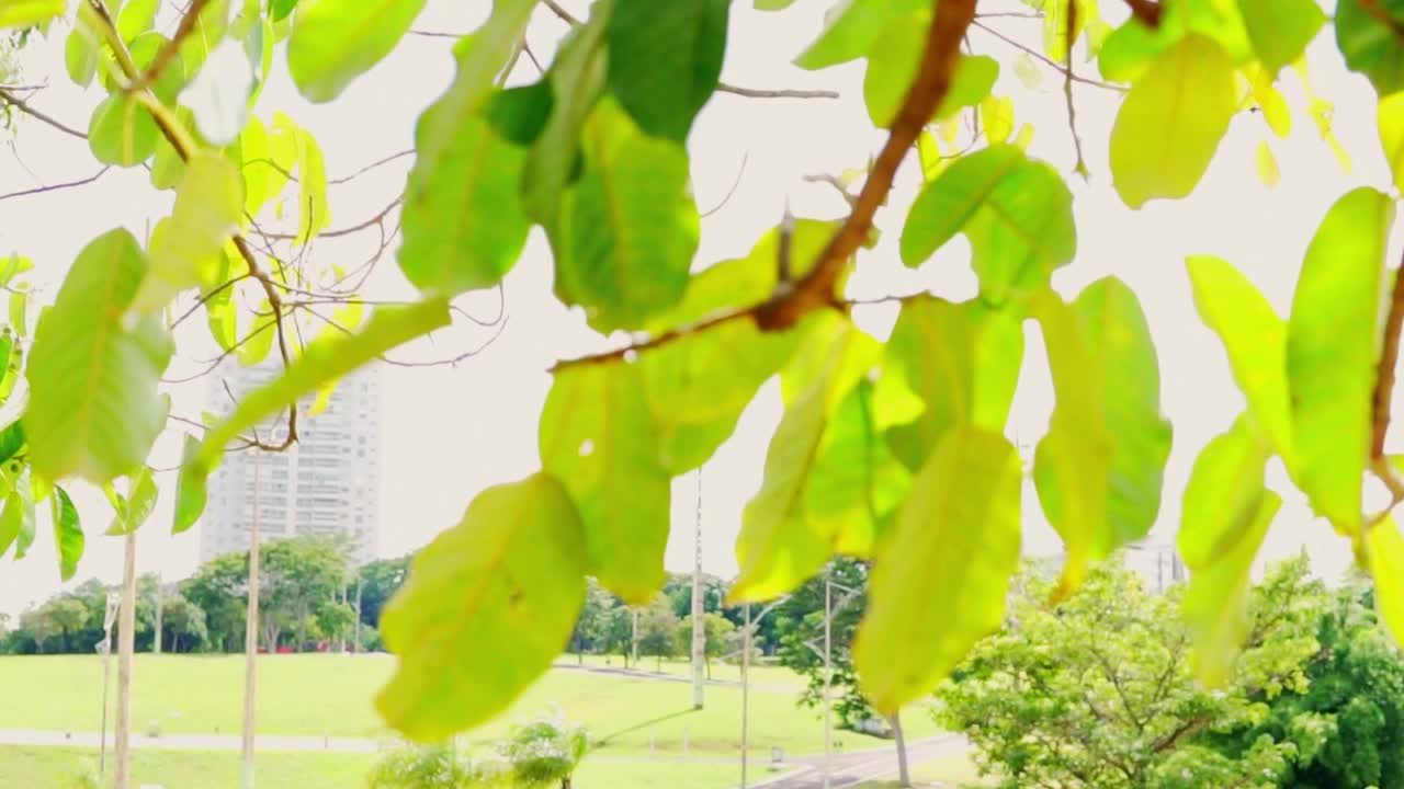 日落时被阳光照亮的树叶。视频下载