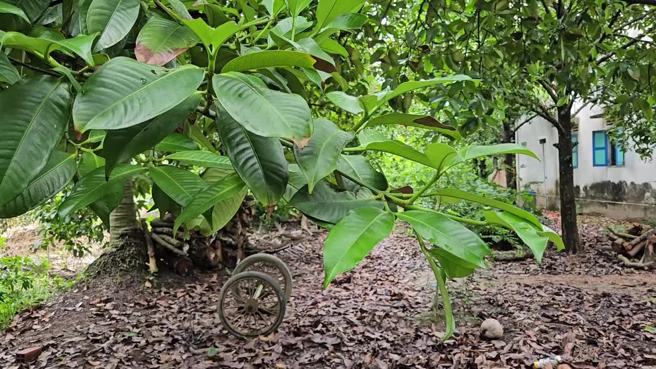 越南湄公河三角洲花园中马筋树的树枝特写。视频素材