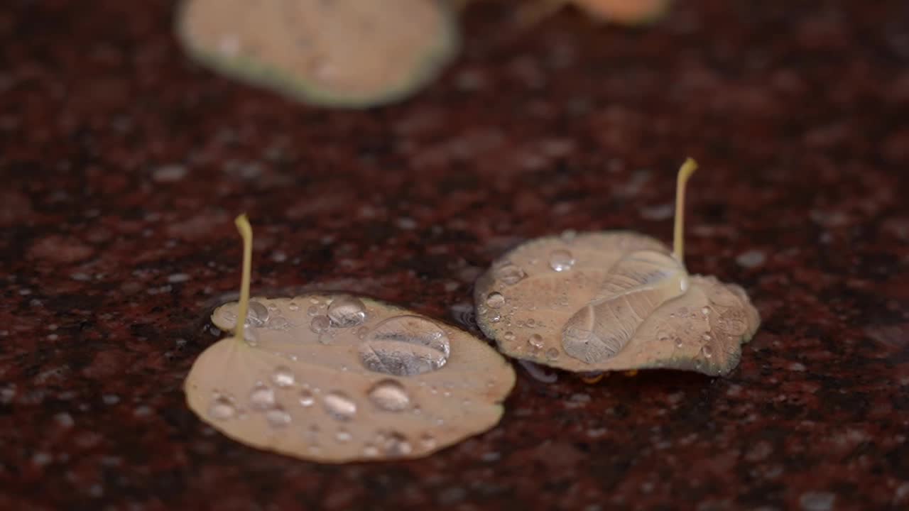 水滴和秋叶一起落在水里视频下载