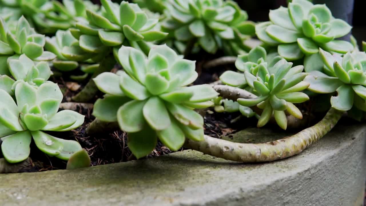 户外植物园里一些多肉仙人掌植物的特写慢镜头视频素材