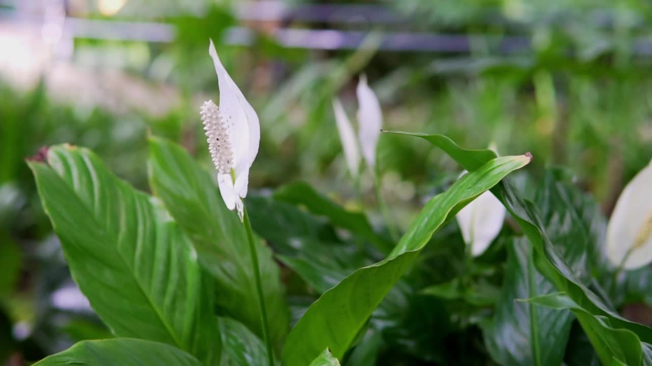 花园中的一株白花和平百合视频素材